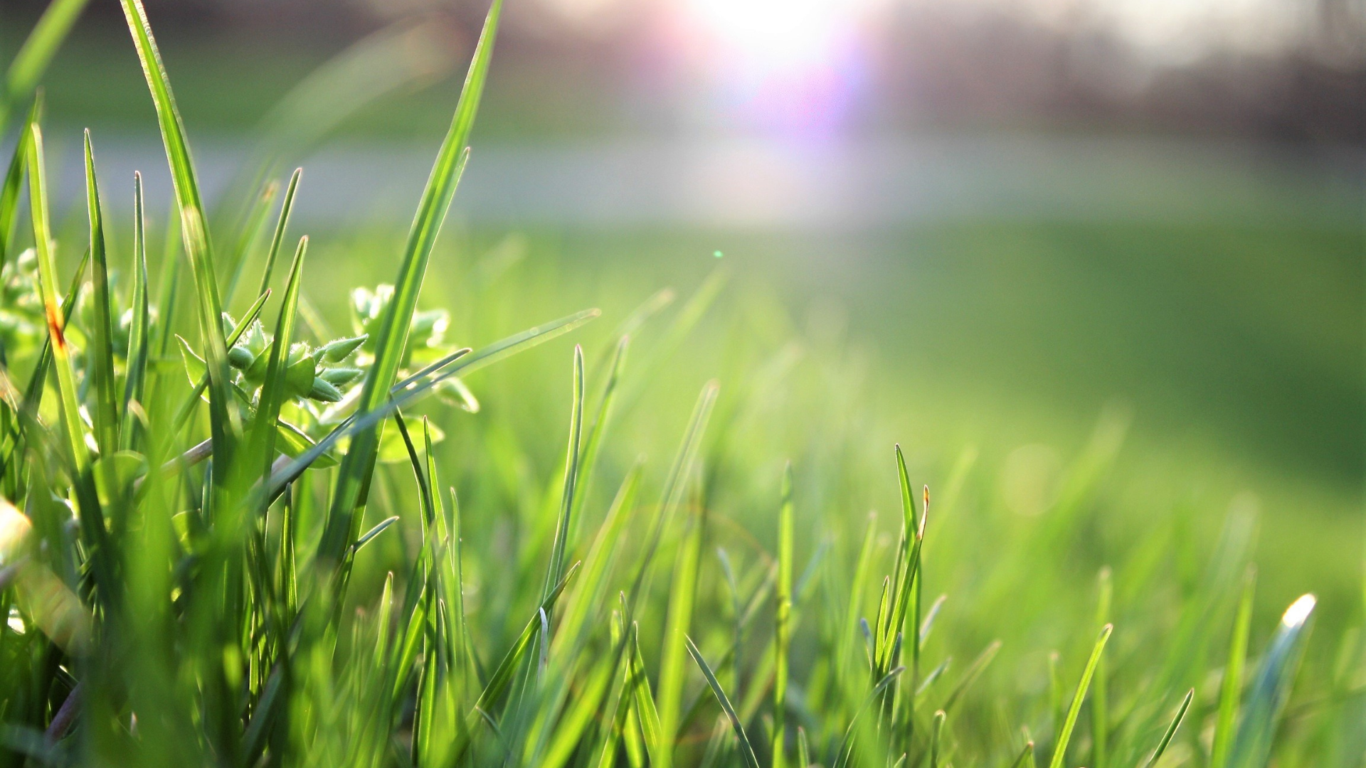 Why Sir Walter Grass Is a Top Choice for Home Lawns